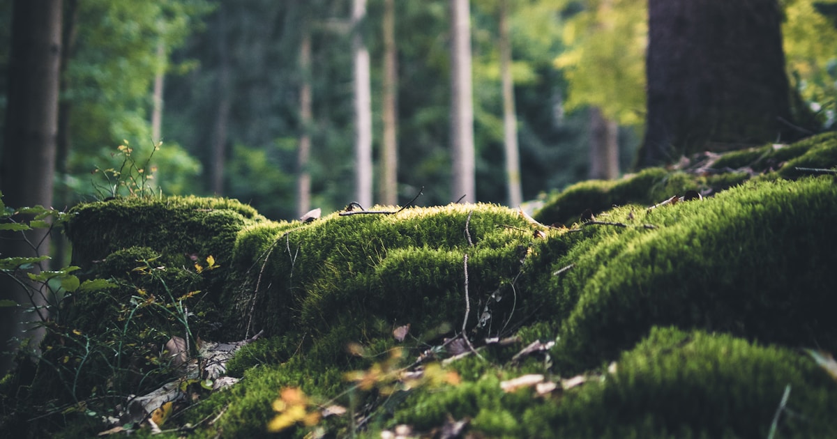 The County Assembly Speaker Elections 2022: Behind-the-Scenes Power Plays